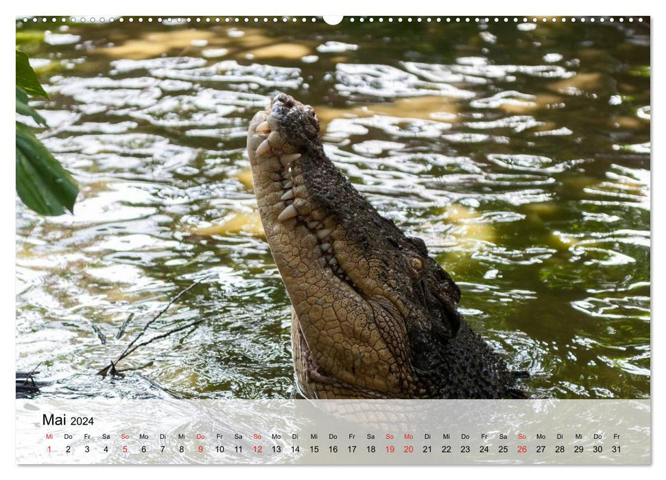 Große Echsen. Krokodile und Alligatoren (CALVENDO Premium Wandkalender 2024)