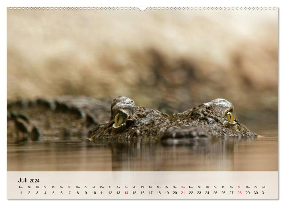 Big lizards. Crocodiles and Alligators (CALVENDO Premium Wall Calendar 2024) 