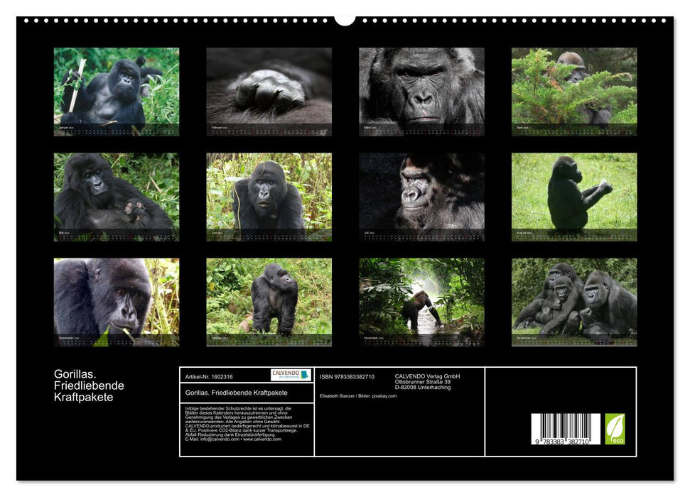 Gorillas. Friedliebende Kraftpakete (CALVENDO Premium Wandkalender 2024)