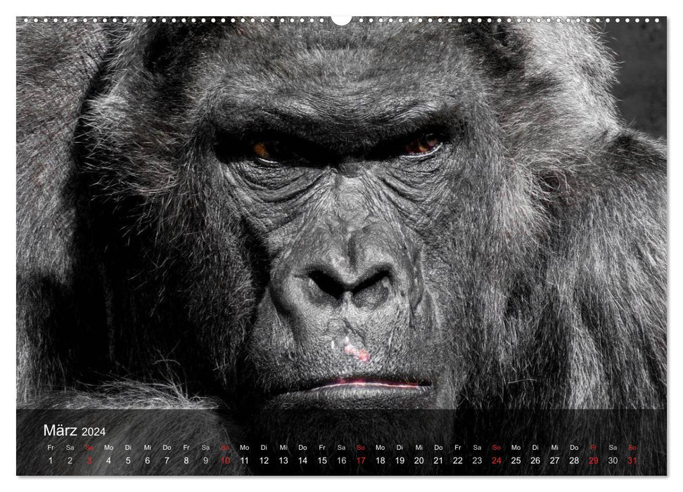 Gorillas. Friedliebende Kraftpakete (CALVENDO Premium Wandkalender 2024)