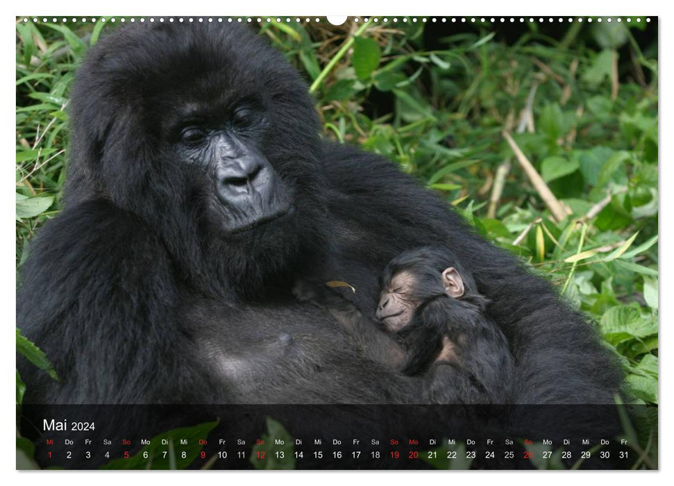 Gorillas. Peace-loving powerhouses (CALVENDO Premium Wall Calendar 2024) 