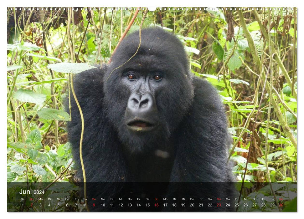 Gorillas. Friedliebende Kraftpakete (CALVENDO Premium Wandkalender 2024)