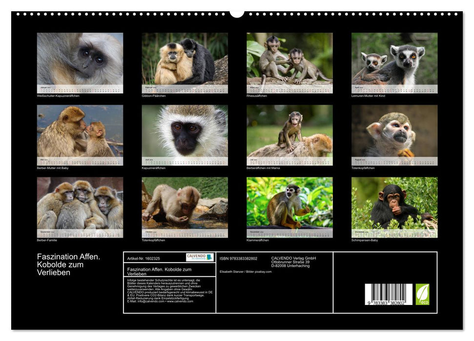 Fascination with monkeys. Goblins to fall in love with (CALVENDO Premium Wall Calendar 2024) 