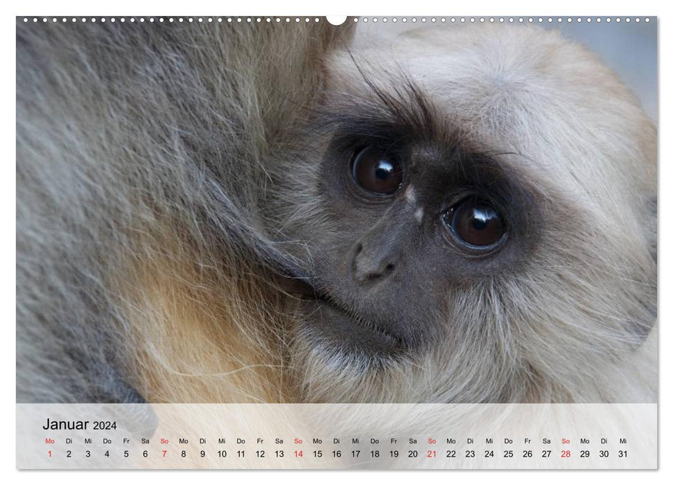 Fascination with monkeys. Goblins to fall in love with (CALVENDO Premium Wall Calendar 2024) 