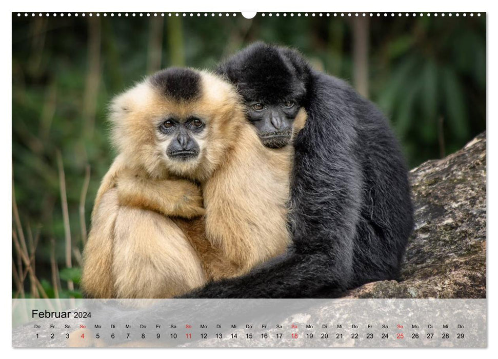 Fascination with monkeys. Goblins to fall in love with (CALVENDO Premium Wall Calendar 2024) 