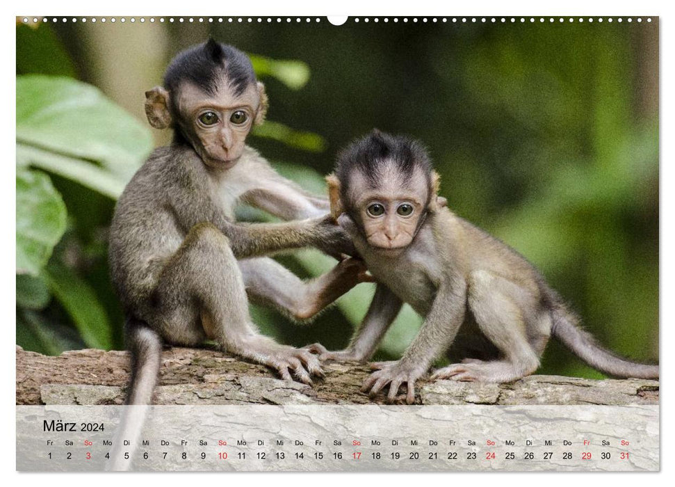 Fascination pour les singes. Des gobelins dont on peut tomber amoureux (Calendrier mural CALVENDO Premium 2024) 