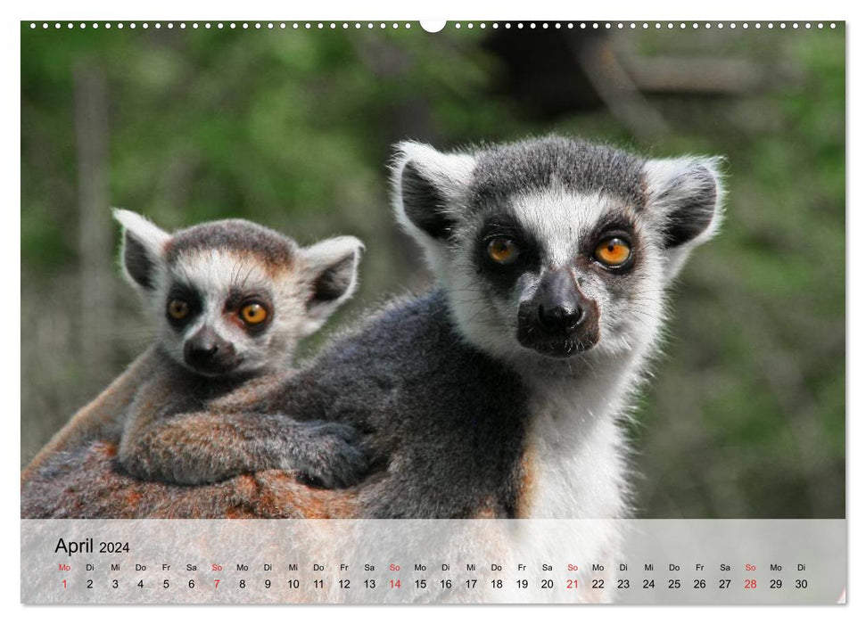 Fascination with monkeys. Goblins to fall in love with (CALVENDO Premium Wall Calendar 2024) 