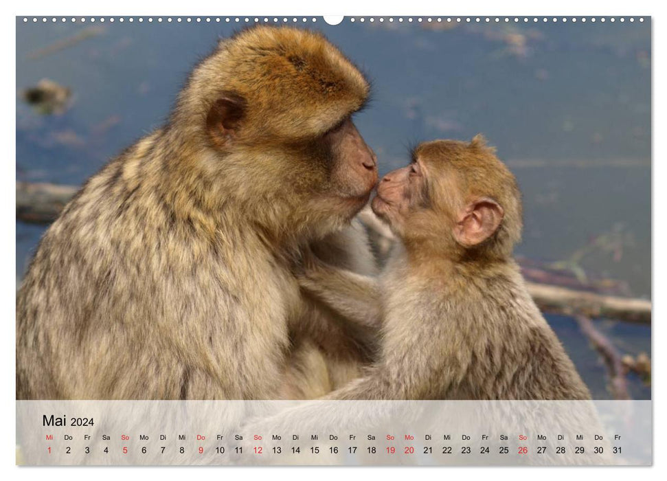 Faszination Affen. Kobolde zum Verlieben (CALVENDO Premium Wandkalender 2024)
