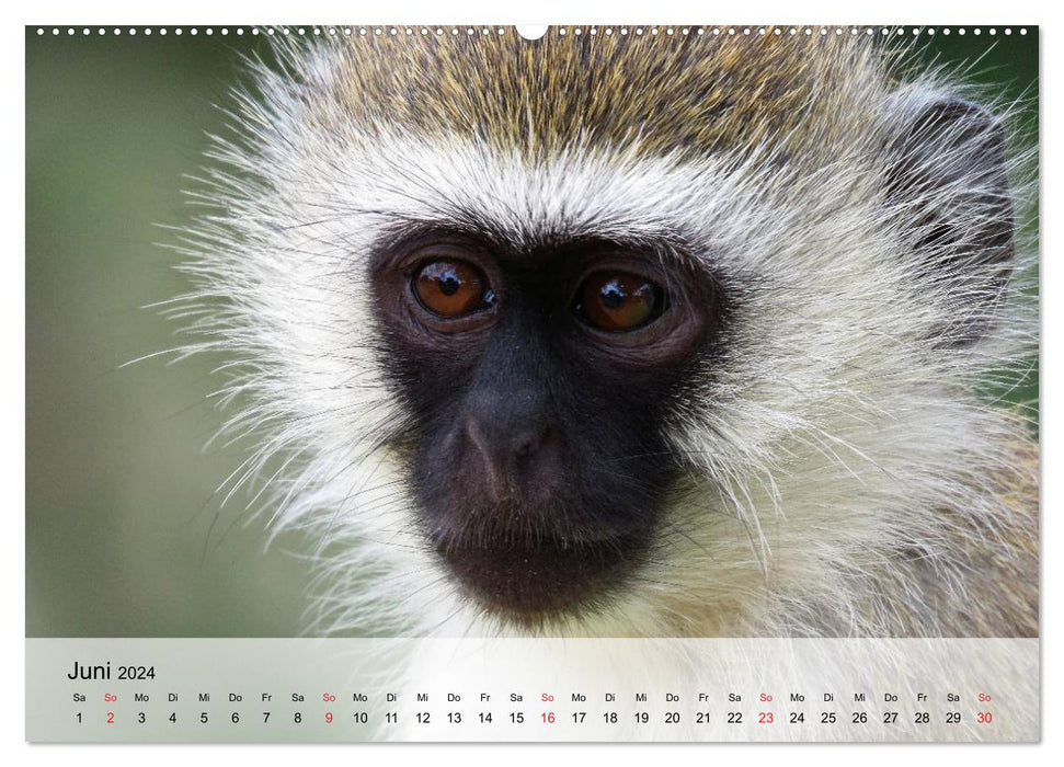 Fascination with monkeys. Goblins to fall in love with (CALVENDO Premium Wall Calendar 2024) 