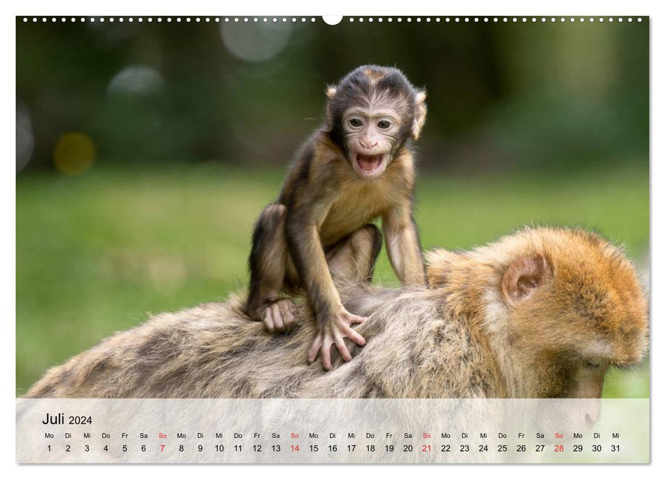Fascination pour les singes. Des gobelins dont on peut tomber amoureux (Calendrier mural CALVENDO Premium 2024) 