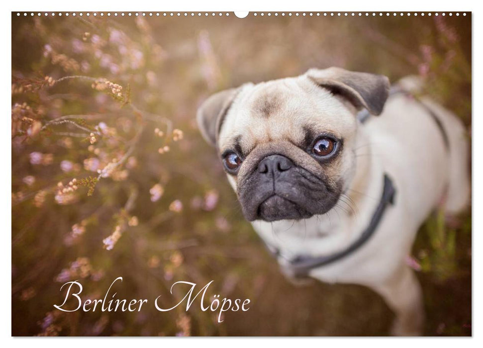 Berlin Pugs (CALVENDO wall calendar 2024) 