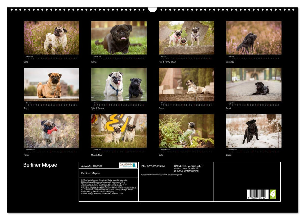 Berlin Pugs (CALVENDO wall calendar 2024) 