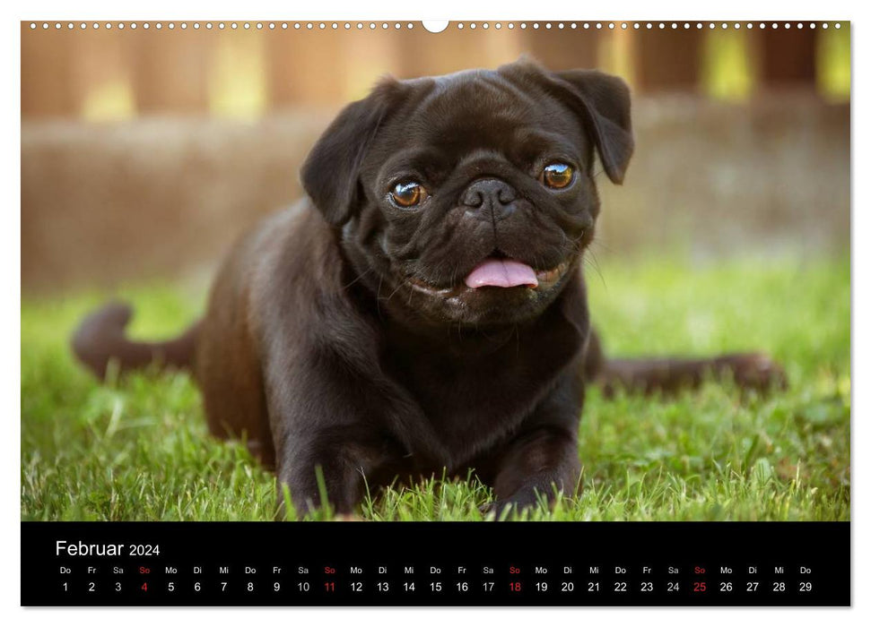 Berlin Pugs (CALVENDO wall calendar 2024) 