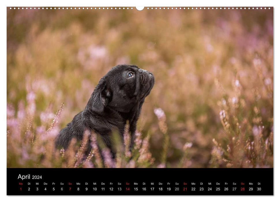 Berlin Pugs (CALVENDO wall calendar 2024) 