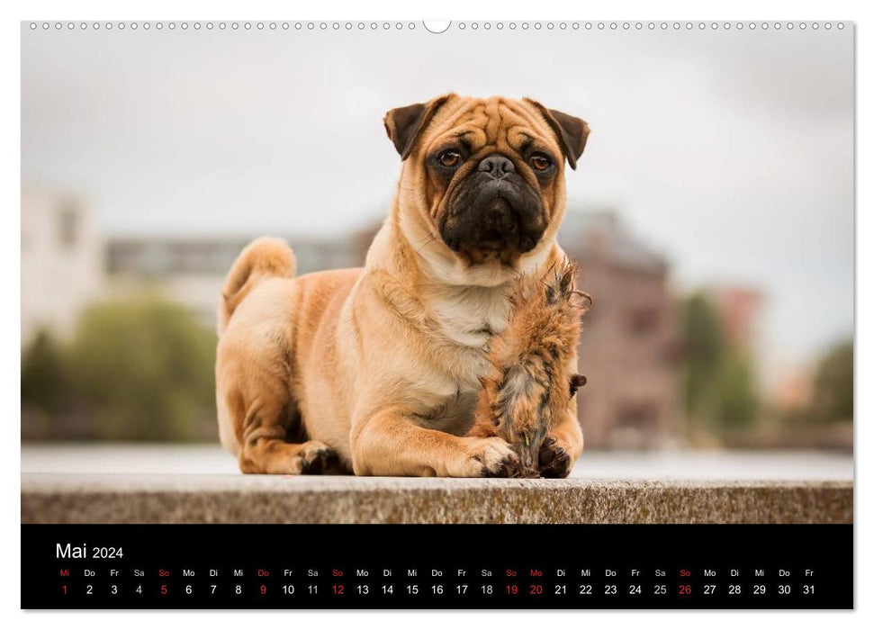 Berlin Pugs (CALVENDO wall calendar 2024) 