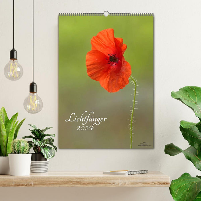 Light catcher (CALVENDO wall calendar 2024) 