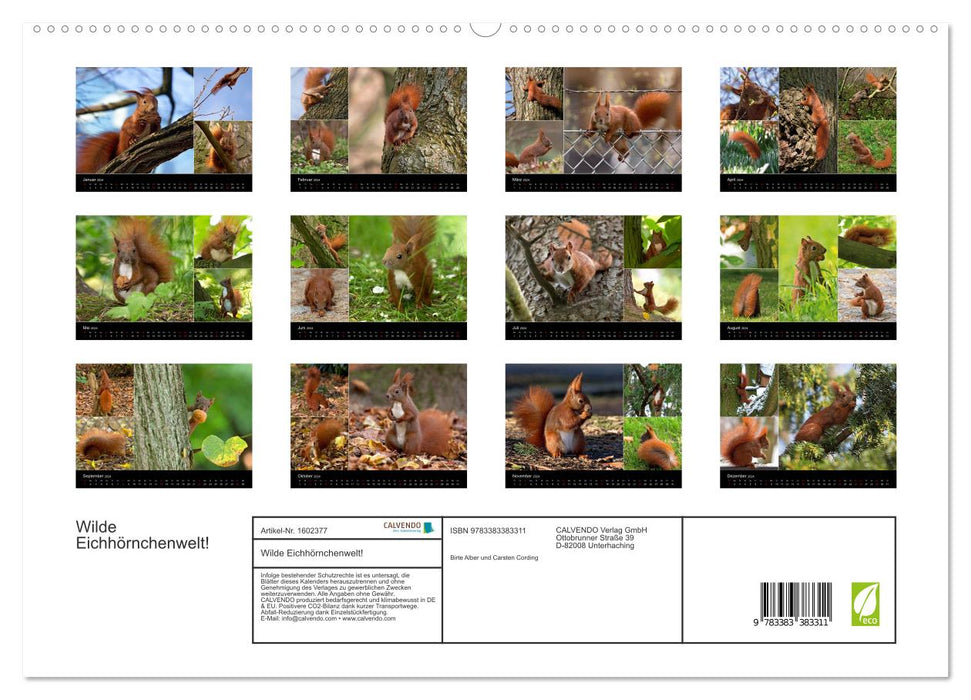 Wild squirrel world! (CALVENDO Premium Wall Calendar 2024) 