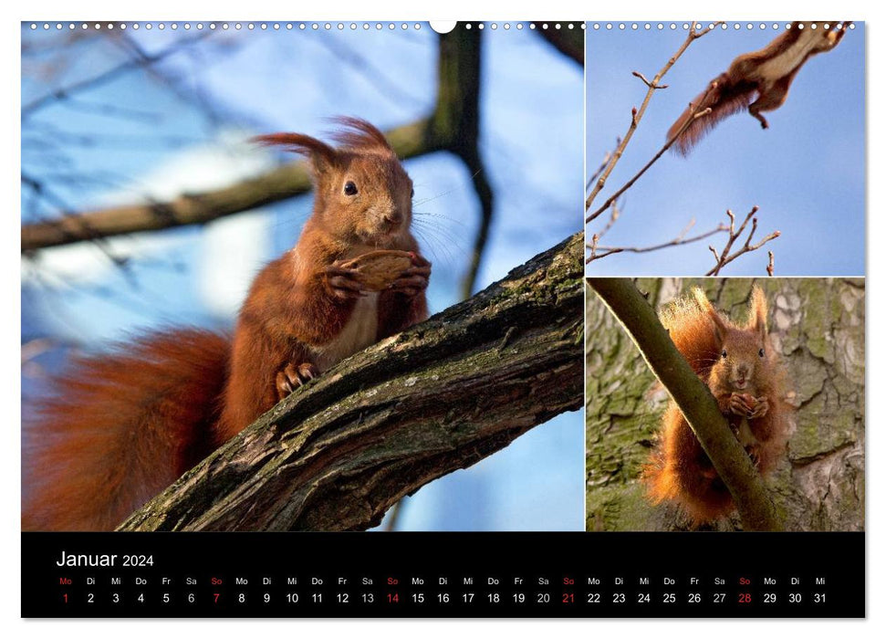 Wilde Eichhörnchenwelt! (CALVENDO Premium Wandkalender 2024)
