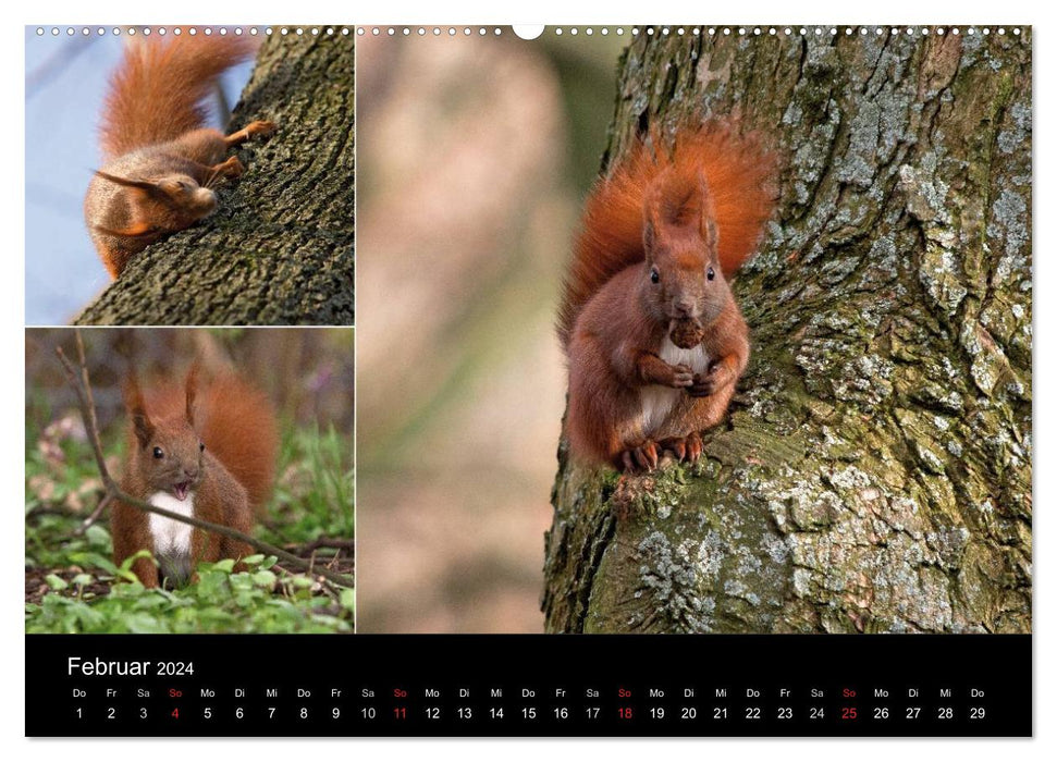 Wilde Eichhörnchenwelt! (CALVENDO Premium Wandkalender 2024)