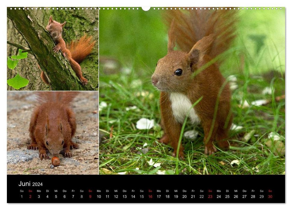 Wilde Eichhörnchenwelt! (CALVENDO Premium Wandkalender 2024)