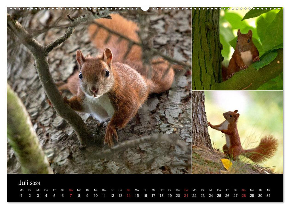 Wilde Eichhörnchenwelt! (CALVENDO Premium Wandkalender 2024)