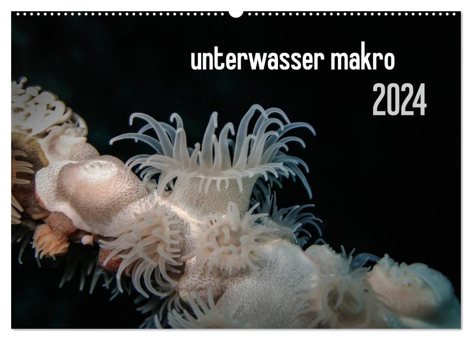 macro sous-marine 2024 (calendrier mural CALVENDO 2024) 
