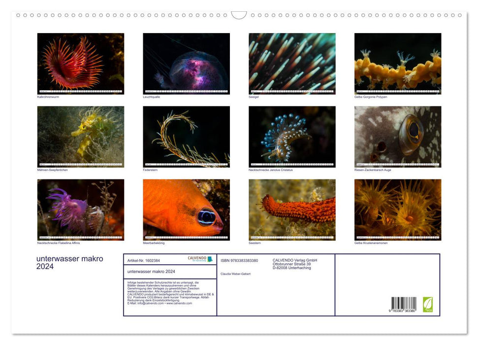 underwater macro 2024 (CALVENDO wall calendar 2024) 