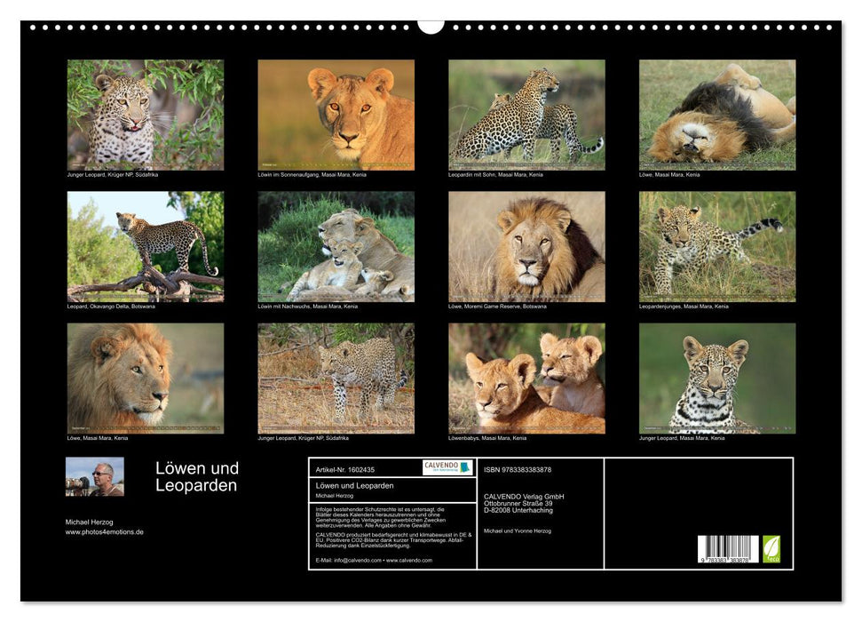 Lions and leopards - encounters in Africa (CALVENDO wall calendar 2024) 