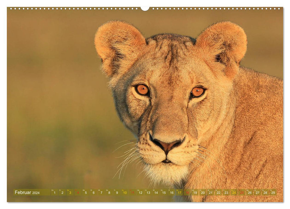 Löwen und Leoparden - Begegnungen in Afrika (CALVENDO Wandkalender 2024)