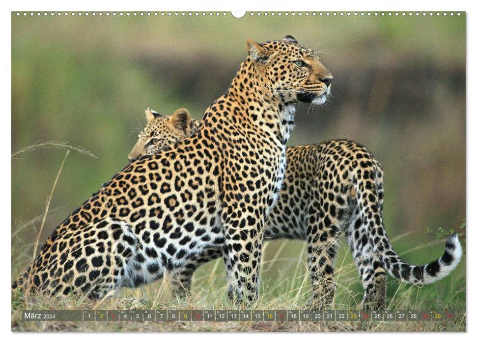 Löwen und Leoparden - Begegnungen in Afrika (CALVENDO Wandkalender 2024)