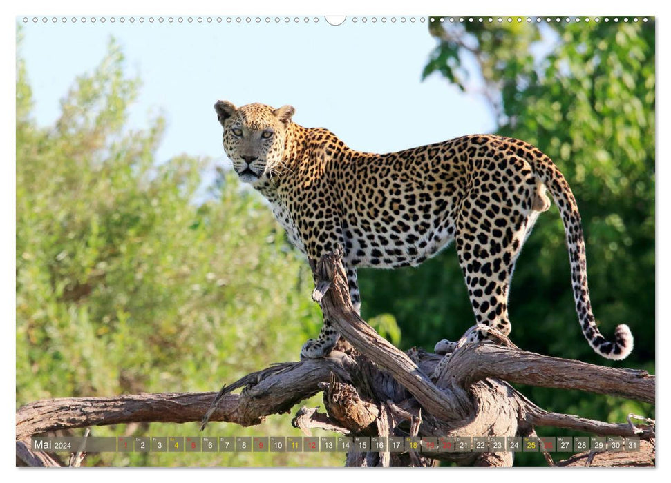 Löwen und Leoparden - Begegnungen in Afrika (CALVENDO Wandkalender 2024)