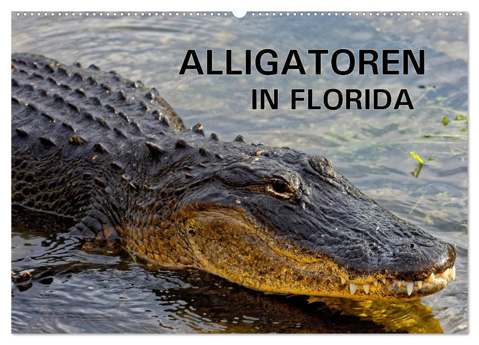 ALLIGATORS en Floride (calendrier mural CALVENDO 2024) 