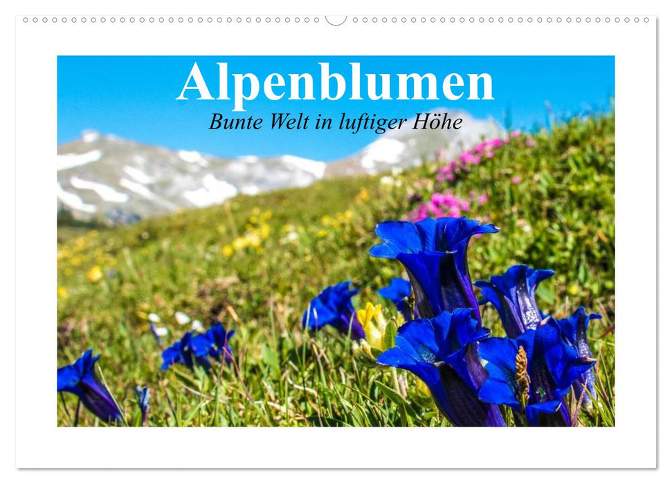 Alpine flowers. Colorful world at lofty heights (CALVENDO wall calendar 2024) 