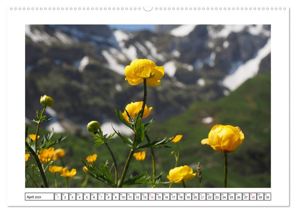 Alpenblumen. Bunte Welt in luftiger Höhe (CALVENDO Wandkalender 2024)