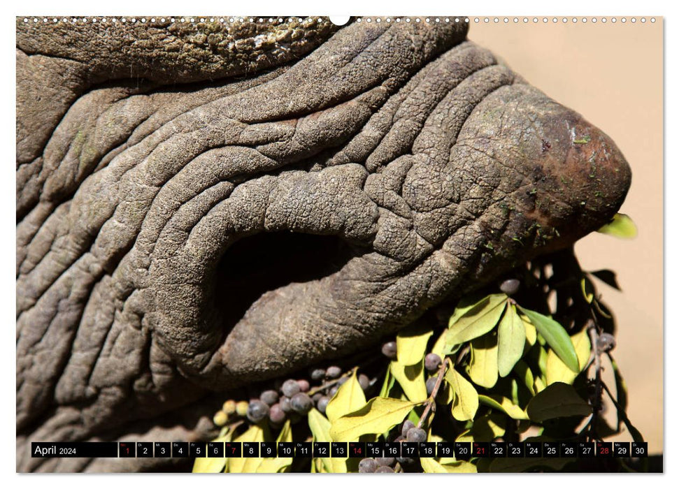 Nashörner - Begegnungen in Afrika (CALVENDO Wandkalender 2024)