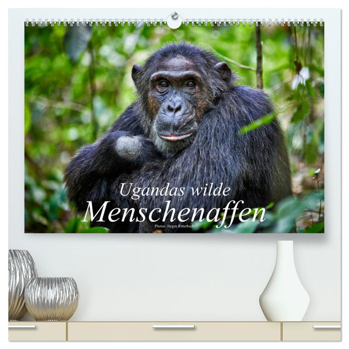 Uganda's wild apes (CALVENDO Premium Wall Calendar 2024) 