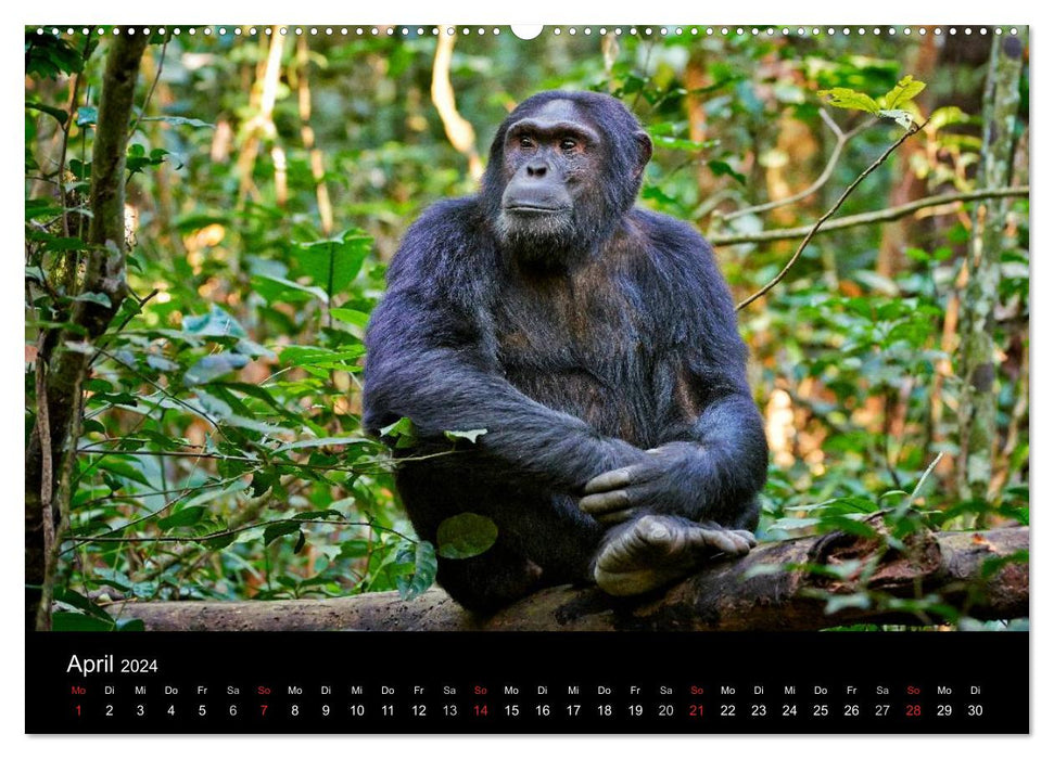 Ugandas wilde Menschenaffen (CALVENDO Premium Wandkalender 2024)