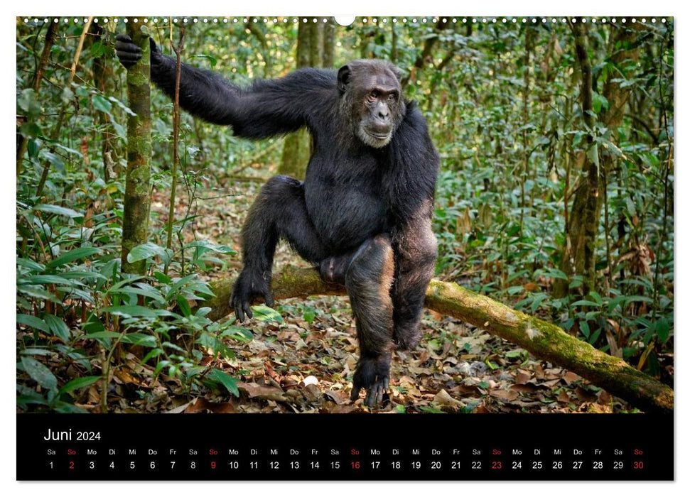 Les singes sauvages d'Ouganda (Calvendo Premium Wall Calendar 2024) 
