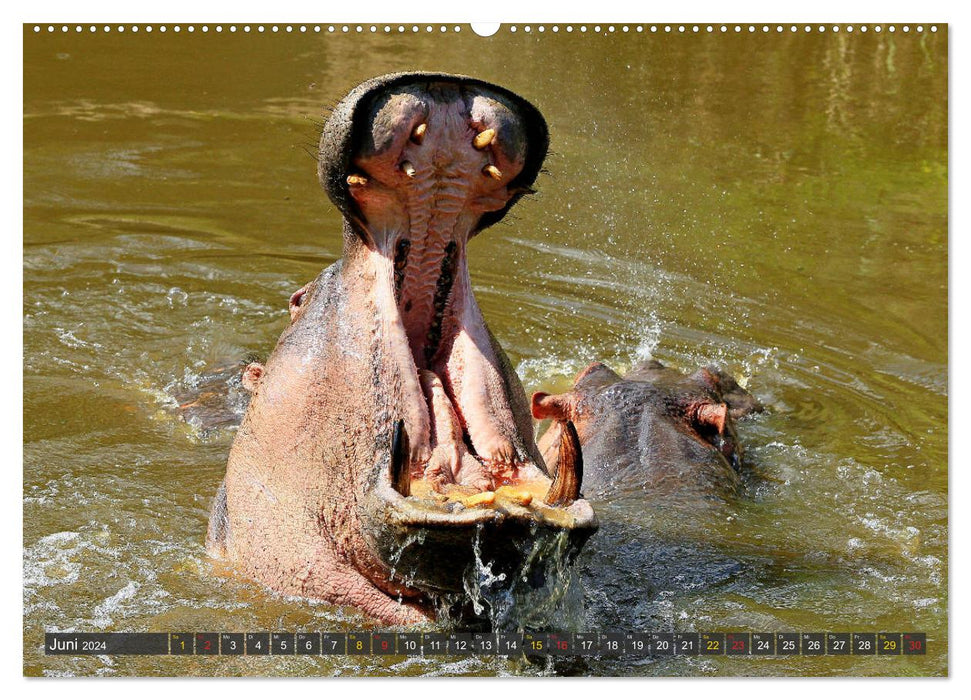 Hippos - Encounters in Africa (CALVENDO wall calendar 2024) 