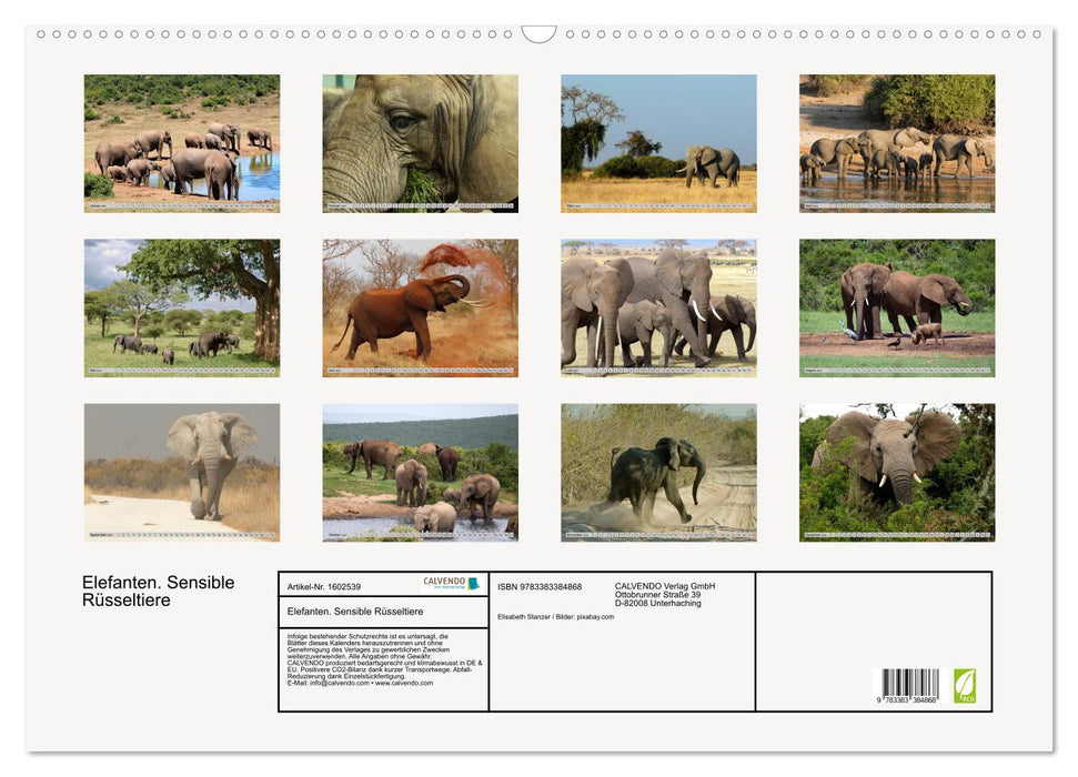 Elephants. Sensitive proboscideans (CALVENDO wall calendar 2024) 