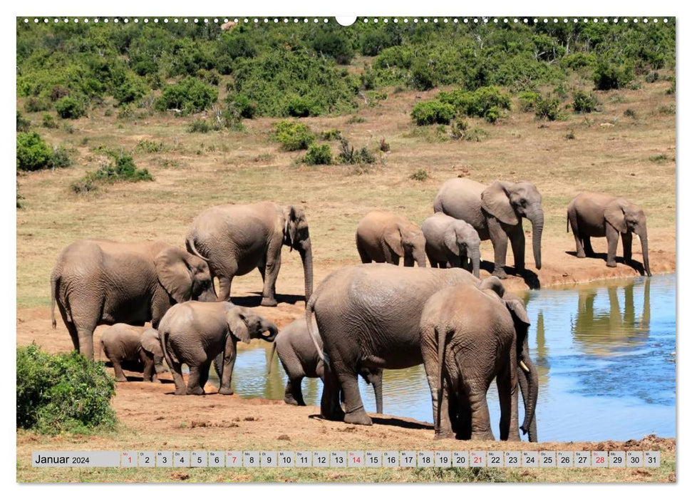 Elephants. Sensitive proboscideans (CALVENDO wall calendar 2024) 