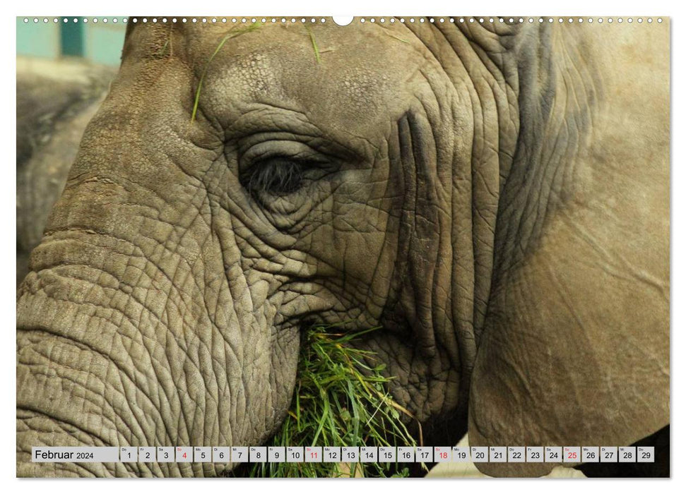 Elephants. Sensitive proboscideans (CALVENDO wall calendar 2024) 