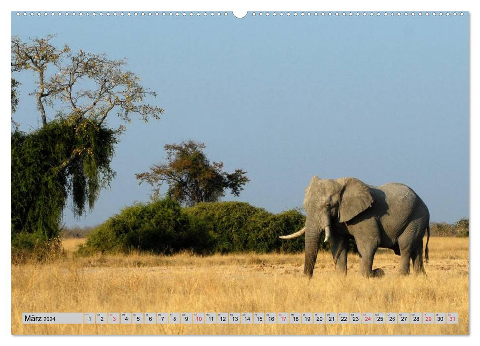 Elephants. Sensitive proboscideans (CALVENDO wall calendar 2024) 