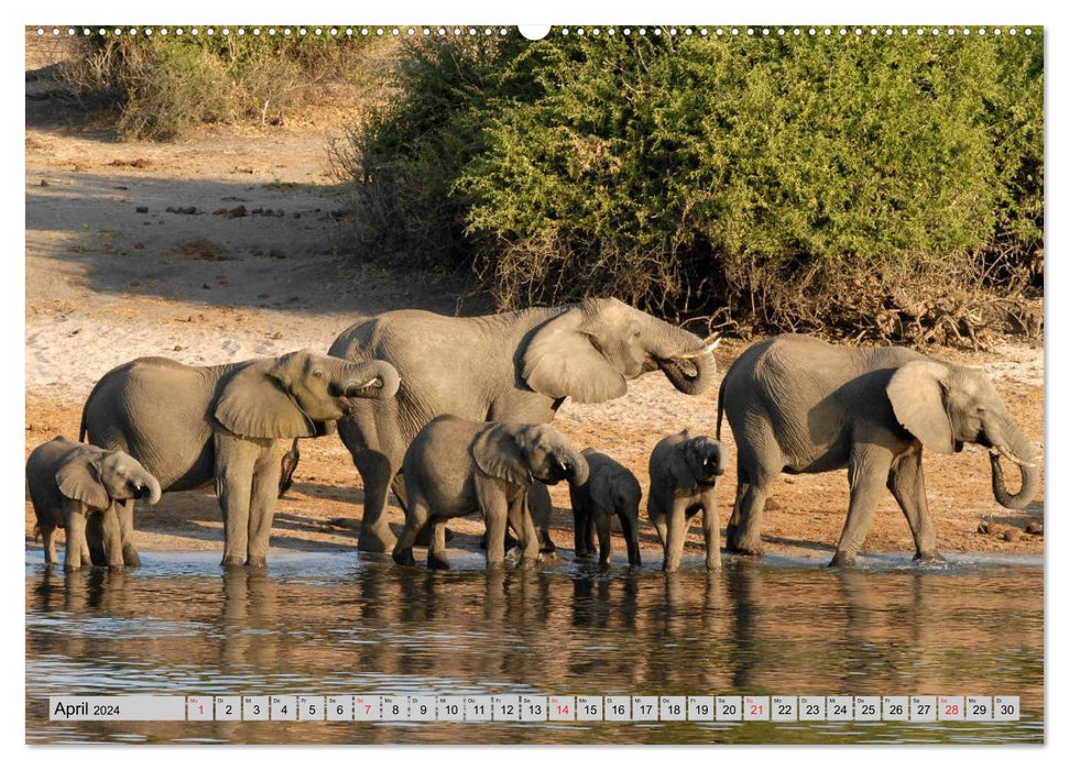 Elephants. Sensitive proboscideans (CALVENDO wall calendar 2024) 