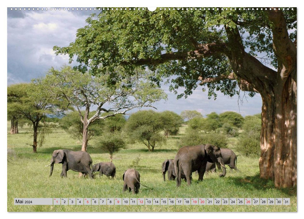 Elephants. Sensitive proboscideans (CALVENDO wall calendar 2024) 