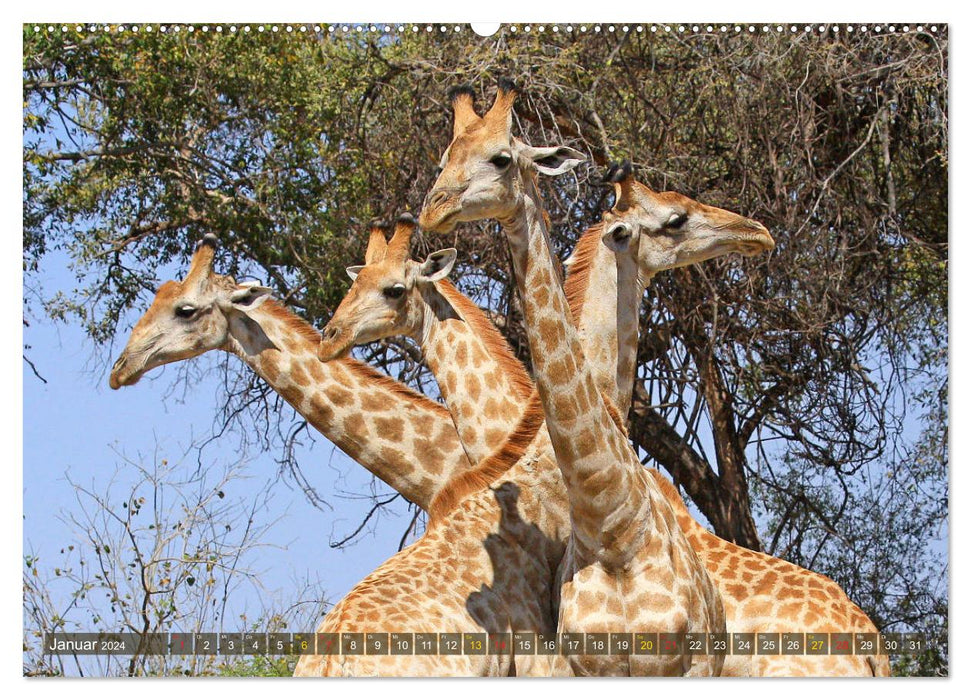 Giraffes - gentleness and grace (CALVENDO wall calendar 2024) 