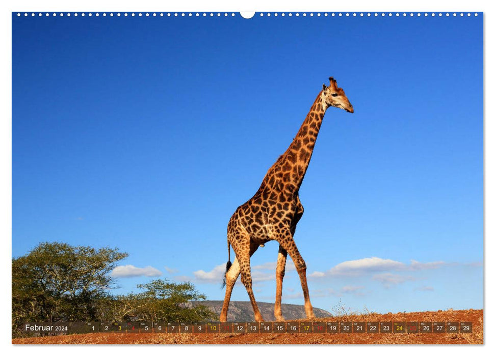 Giraffes - gentleness and grace (CALVENDO wall calendar 2024) 