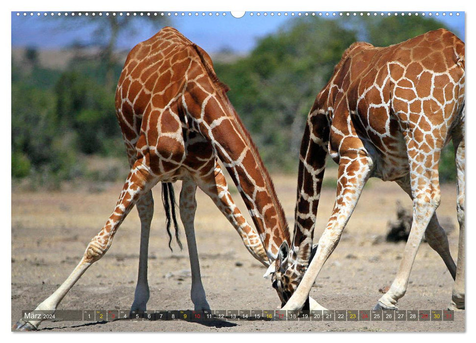 Giraffes - gentleness and grace (CALVENDO wall calendar 2024) 