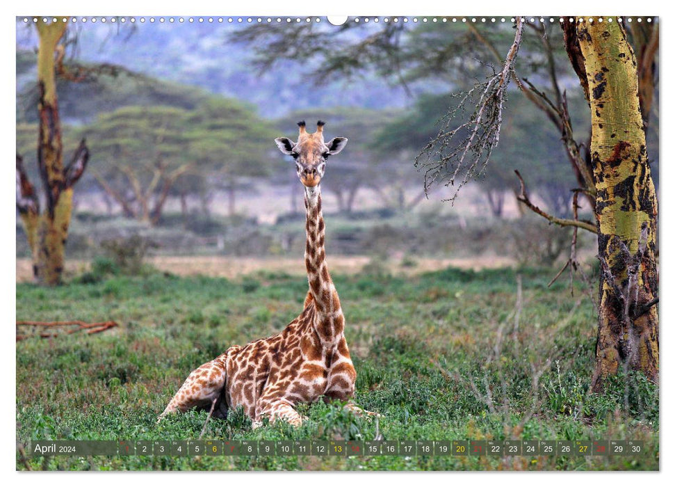 Giraffes - gentleness and grace (CALVENDO wall calendar 2024) 