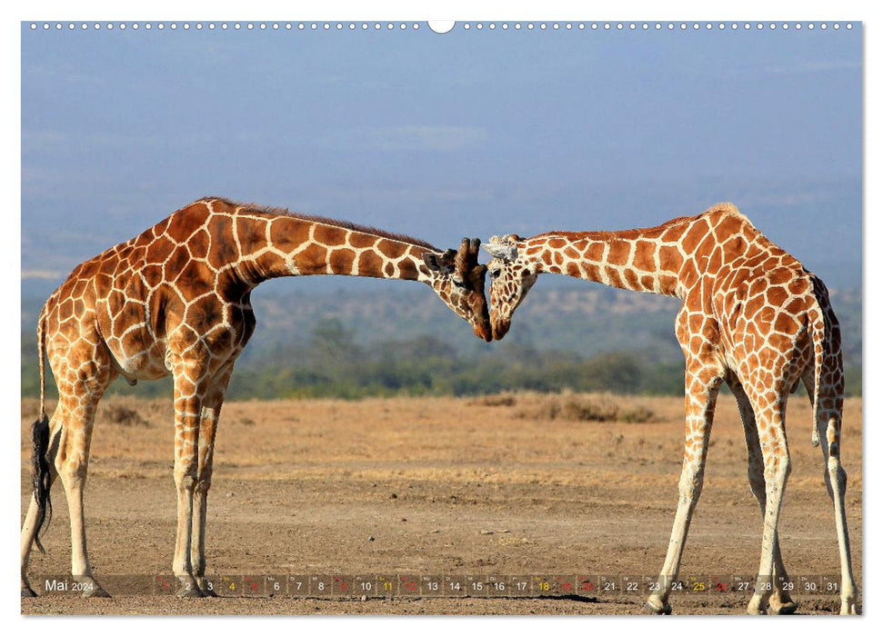 Giraffes - gentleness and grace (CALVENDO wall calendar 2024) 